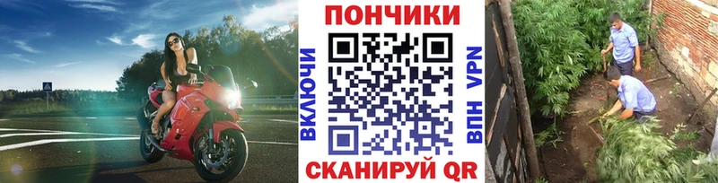 Канабис индика  мега ссылки  Почеп 